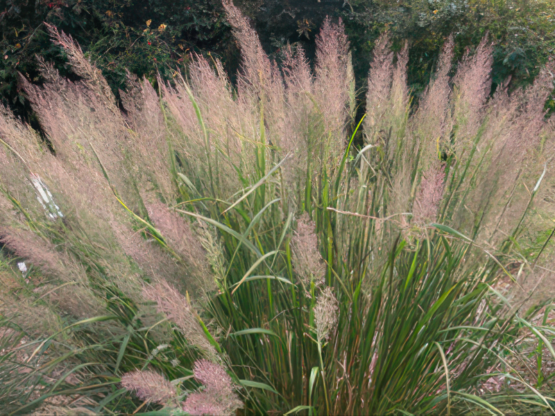 브라치트리차 품종 사진