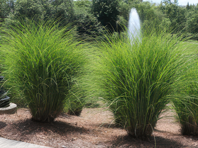 그린라이트 품종 사진