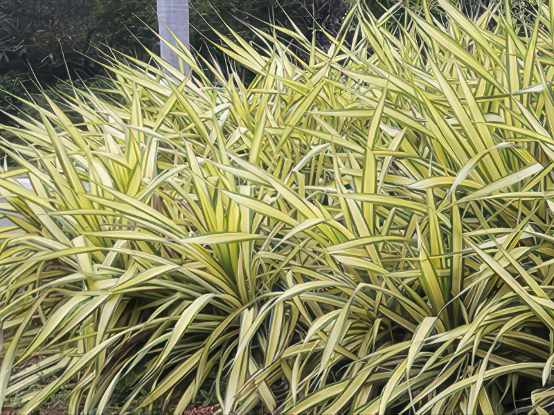 진도 밀사초 품종 사진