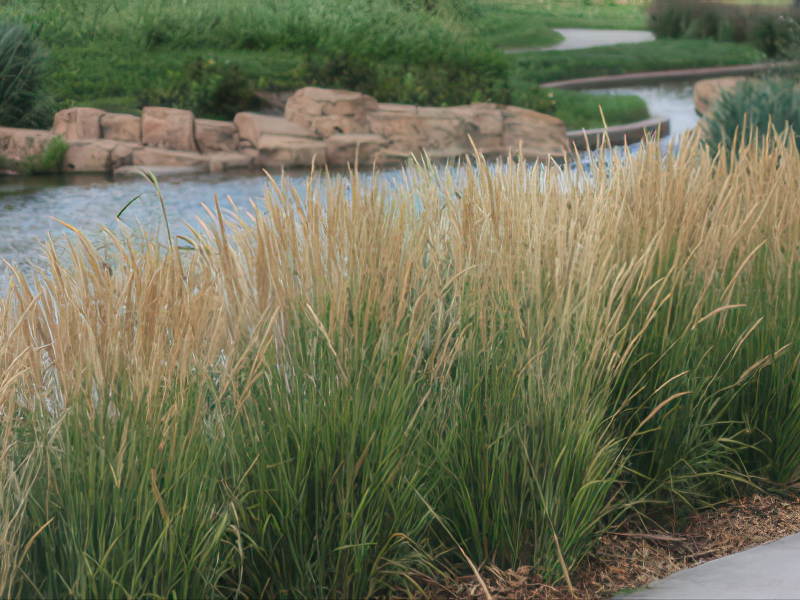 칼 포에스터 품종 사진