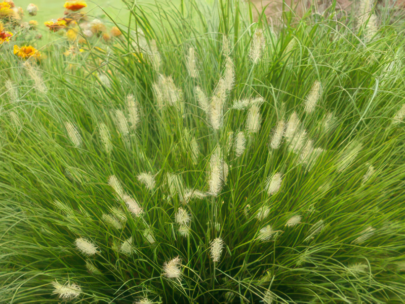 수크령(리틀버니) 품종 사진