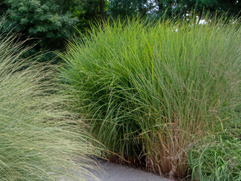 몰리니아 품종 사진