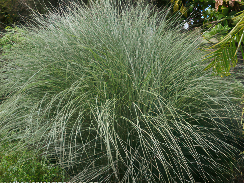 모닝라이트 품종 사진