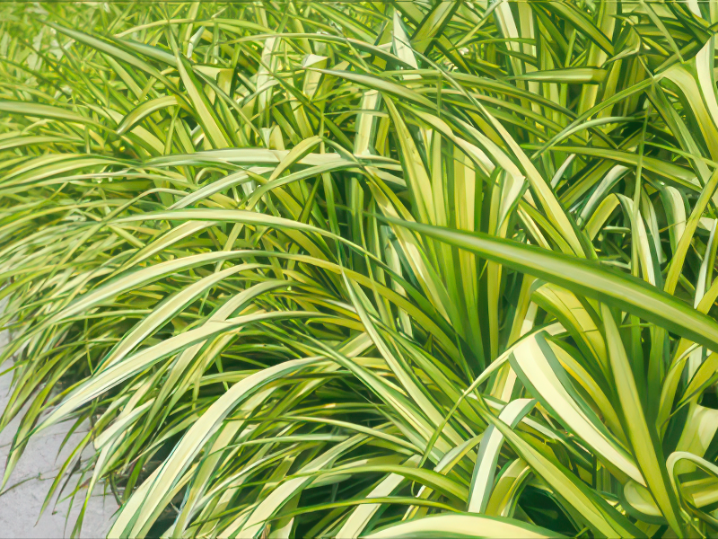 완도 밀사초 품종 사진